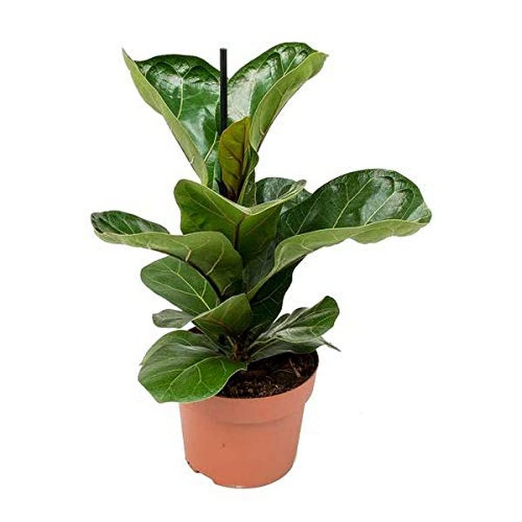 OhhSome Indoor Plant Large Ficus Lyrata Commonly The Fiddle-Leaf Fig Is A Species Of Flowering Live Compact|Rounded |Balcony|Bedroom|Balcony Garden (Healthy Plant) (B09L8FX3QL) Amazon Price History, Amazon Price Tracker
