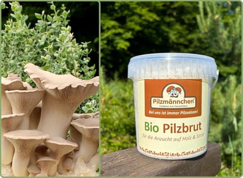 Bio Kräuterseitling Substratbrut - Pilze selber züchten