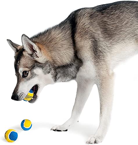 Midlee X-Small Dog Tennis Balls 1.5" Pack Of 12 (Blue/Yellow, 1.5 Inch) #TOP2