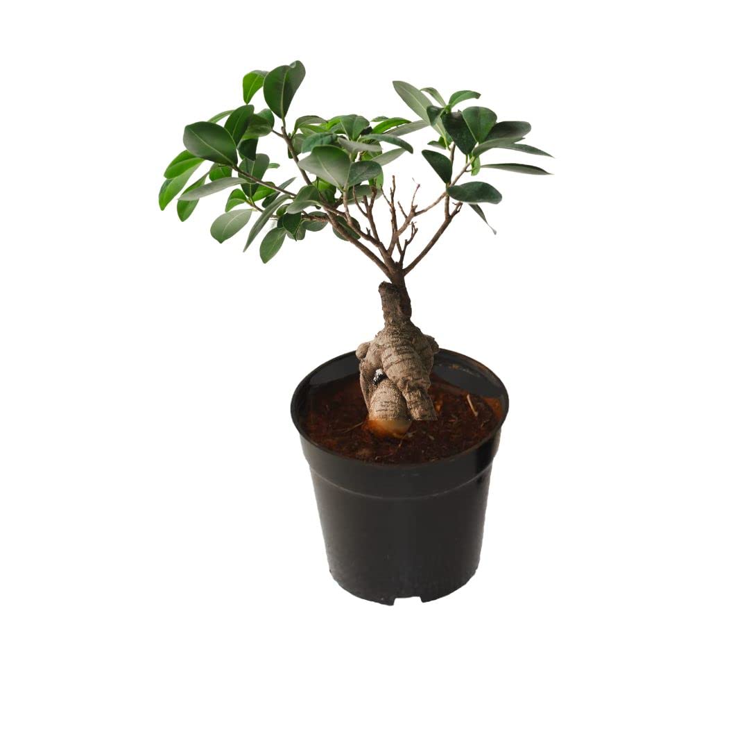 Indian Gardens - Bonsai Looking Plants (Ficus Bonsai 3 Years) (B0C1JBBQ7F) Amazon Price History, Amazon Price Tracker