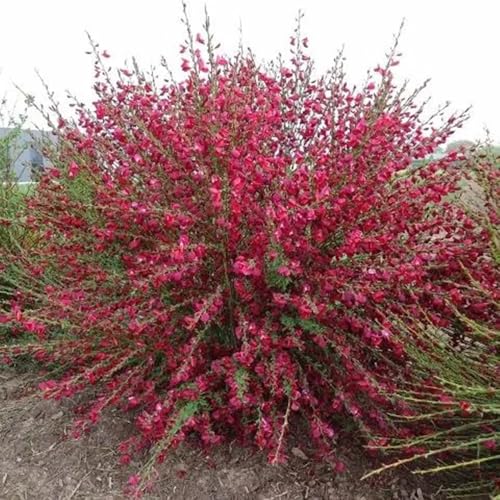 semi resistenti di ginestra resistenti per giardini, siepi e arbusti cespugli di ginestra decorazione da giardino per esterni, tappeto 150pcs