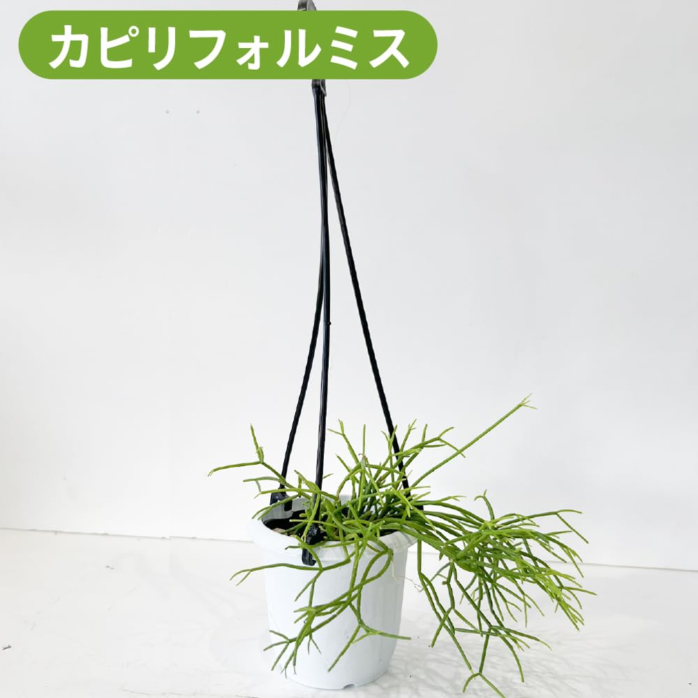 【専用】リプサリス✳︎さま 楽天市場】リプサリス 3号 3寸 ハンギング 吊り下げ