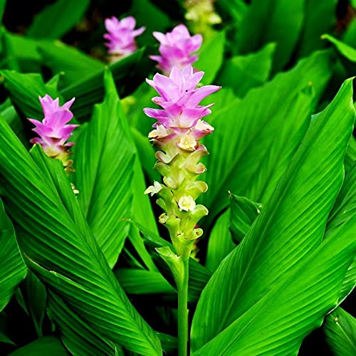 Pure Beauty Farms Curcuma Siam Plant Purple Flowers In Grower's Pot (2