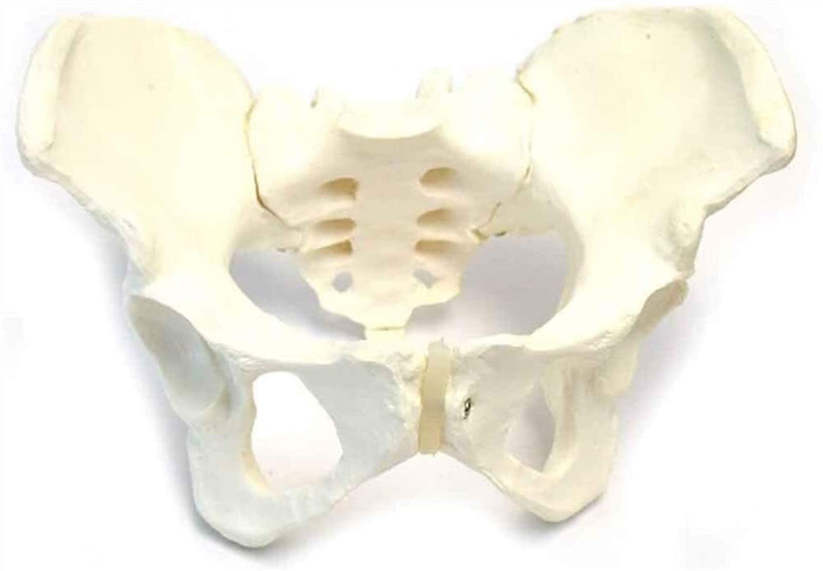 Modelo de Anatomía Humana， Modelo de pelvis femenina, modelo anatómico, material de laboratorio, exhibición educativa escolar, material de PVC, 25,5 x 17 x 14 cm