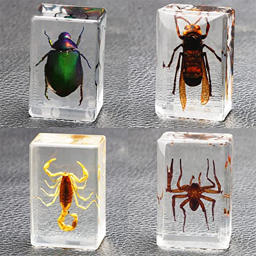 CXUEMH Bugs Paperweights 4 Pcs Insect Specimens Clear Resin Paperweights for Desktop Decor Real Bugs Specimens in Resin Bug Collection Kit (Clear (Set C))