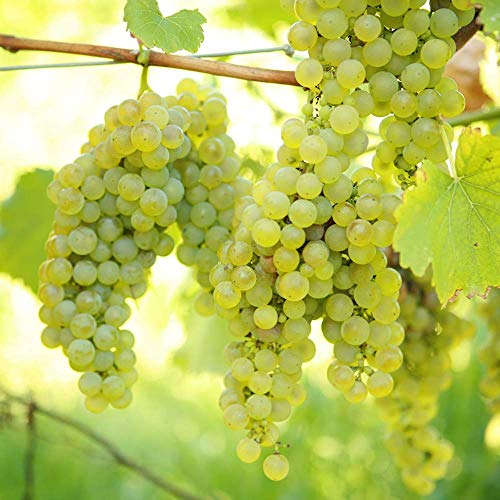 Grape Vine - Hardy Vitis vinifera Green-White Dessert & Wine Grape - Climbing Fruit Plant for Trellis & Pergola - Grow Your Own Grapes - Outdoor Garden Ready 9cm Pot 20-30cm