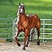 Breyer Traditional Series Latigo Dun It | Horse Toy Model | 1: 9 Scale | Model #1791