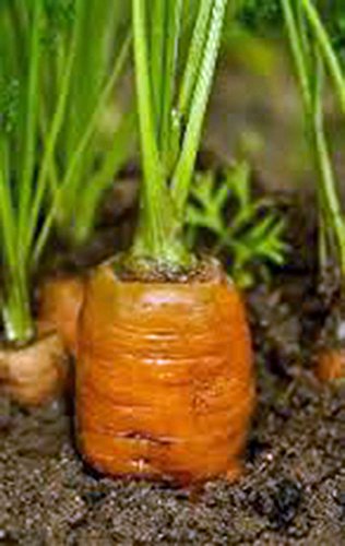 Carottes Danvers Heerloom Graines Cultivées Biologiquement