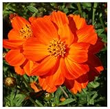 Red Crest Cosmos - Long Blooming Season
