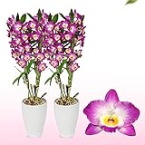 DUTCH BULBS EXCLUSIVE PLANTS FROM HOLLAND