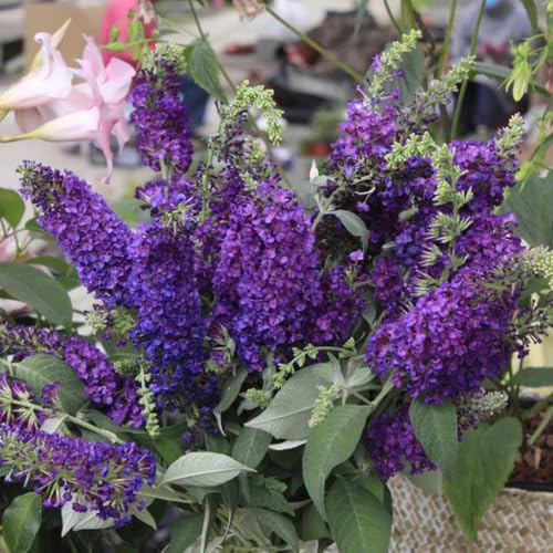 Semillas de mariposa lila, Buddleja lindleyana, Plantas resistentes para el jardín. Buddleia, arbustos en flor resistentes, semillas de flores perenne resistente semillas de flores, 20pcs