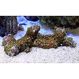 （サンゴ）沖縄産 マメスナギンチャク ブランチ おまかせカラー Ｍサイズ（1個） 北海道航空便要保温