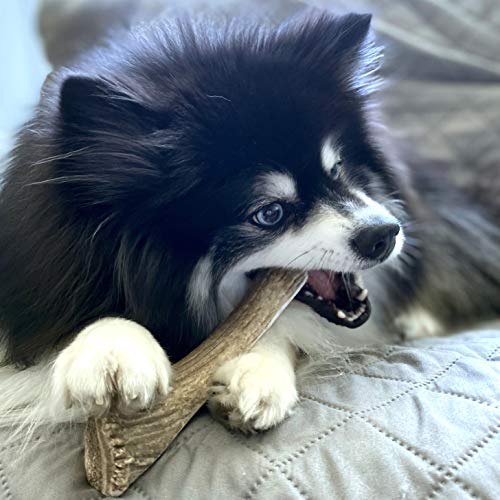 Perfect Pet Chews Deer, Elk, Moose Antler Dog Chew Assortment - Grade A, All Natural, Organic, And Long Lasting Treats - Made From Naturally Shed Antlers In The Usa - Miniature Treat #TOP4