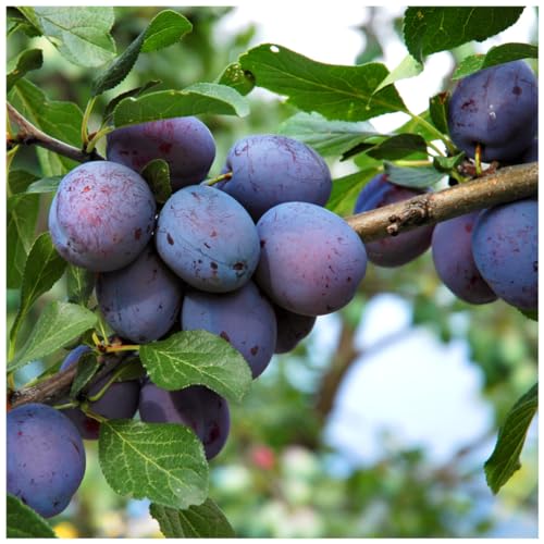 Dwarf Patio Czar Plum Tree in 5L Pot, Self Fertile,Ready to Fruit,Good for Cooking or Eating 3fatpigs®