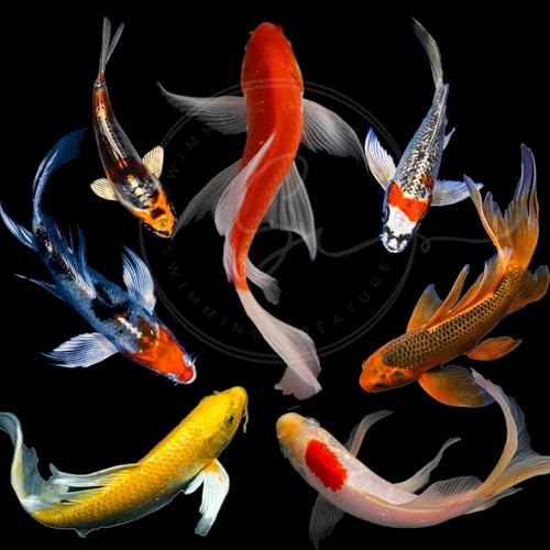 Swimming Creatures 2 PCS Premium Butterfly Fin Koi Assorted Colors & Patterns Live Pond & Aquarium Fish (Size Approx. 3-4) (Pack of 2)