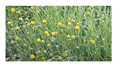 Pcs - 40x Cephalophora Aromatica (Pineapple Flower) Flower Garden - Seeds KS20 & Plants Shop by Ipsa