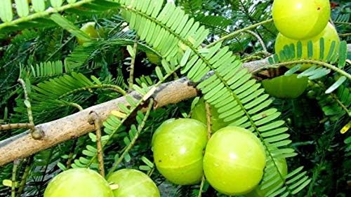Rameshvar Enterprises | Live Amla Indian Gooseberry Phyllanthus Emblica Nelli Amlika Usiri (1 Live Plant)