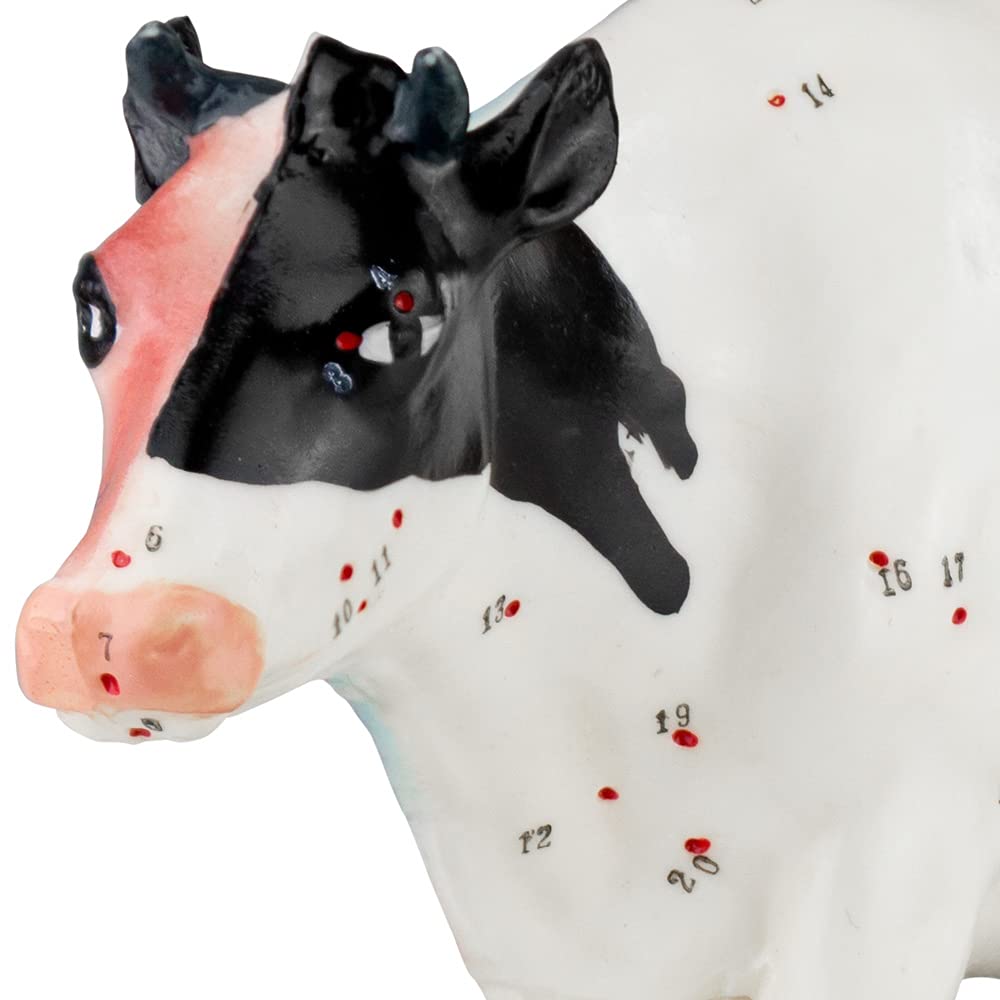 Acupuncture Anatomie Figure TCM Modèle Acupuncture Modèle Sélection Animal Chien Boeuf Cochon Cheval Chat Muscle Modèle, Modèle Animal:Boeuf