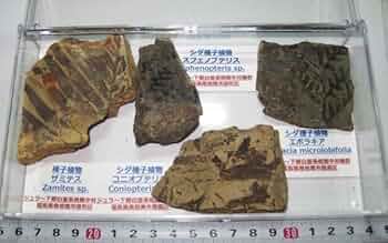 国産化石　植物 ２５０４１５－４ 国産化石 植物 250415－4