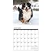 Just Bernese Mountain Dogs 2017 Wall Calendar (Dog Breed Calendars)