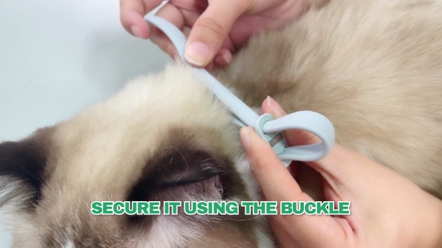 Collare Antipulci Per Gatti - 2 Pezzi Con Oli Essenziali Naturali, Protezione Fino A 10 Mesi