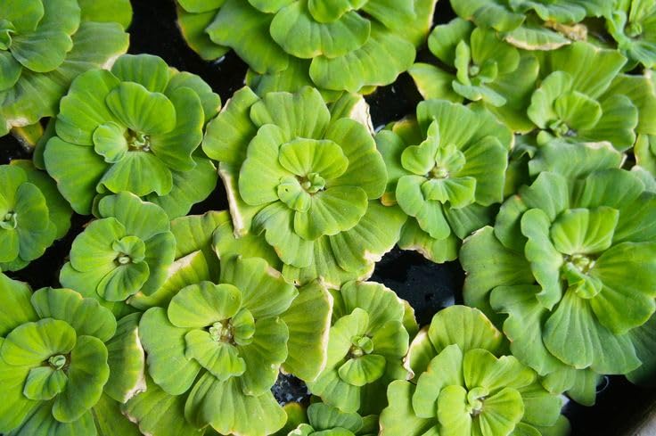 SANJU__Water Lettuce Live Plant | Water Cabbage Plant for Pond, Aquarium | Pack Off 5| Floating Plant | (A03) (B0CNL93RWJ) Amazon Price History, Amazon Price Tracker