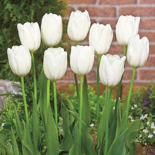 White Tulip Bulbs for Planting – 20 Non-GMO Bulbs – Stunning White Wedding Tulips for Garden Beds, Borders, Containers, Indoor Forcing, and Elegant Spring Décor or Bridal Bouquets (20 Bulbs)