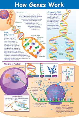 NewPath Learning Póster de Cómo funcionan los genes, laminado, a todo color, 23 x 35 pulgadas