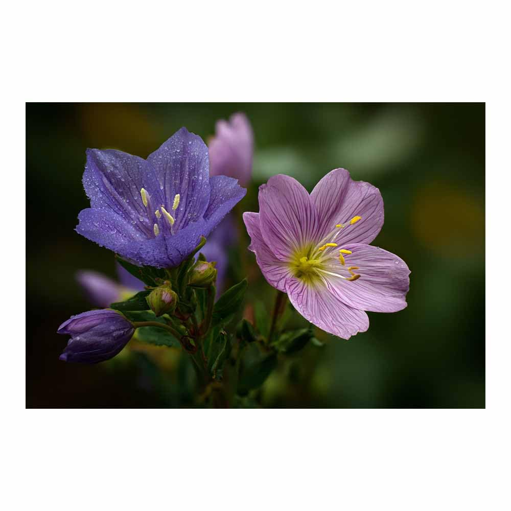 ZAMAEIU Landscape Canvas Painting Purple Flower Dew Wall Decor, Modern Artwork, For Bedroom Living Room Bathroom Home Office Room Decorations(pink)-30x50cm Unframed