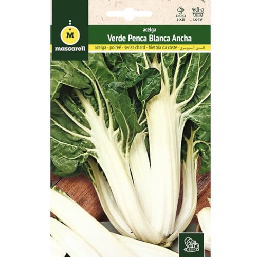Mascarell Semillas, ACELGA, Semillas Huerto, ACELGA VERDE PENCA BLANCA ANCHA, Crea tu Propio Huerto Urbano y Cultivo en Casa, Plantas Hortícolas, 10 Gramos