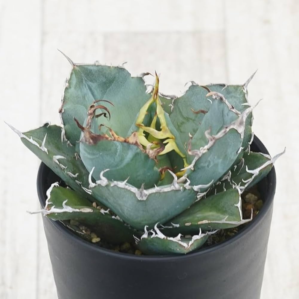 Amazon|アガベ・チタノタ ”白鯨” 3.5号鉢|観葉植物 オンライン通販 Amazon|アガベ・チタノタ ”白鯨” 3.5号鉢|観葉植物 オンライン通販