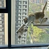 FuneeTop Wooden Cat Window Perch with Two Climbing Steps, 17'' Wide Cat Hammocks for Window with Two