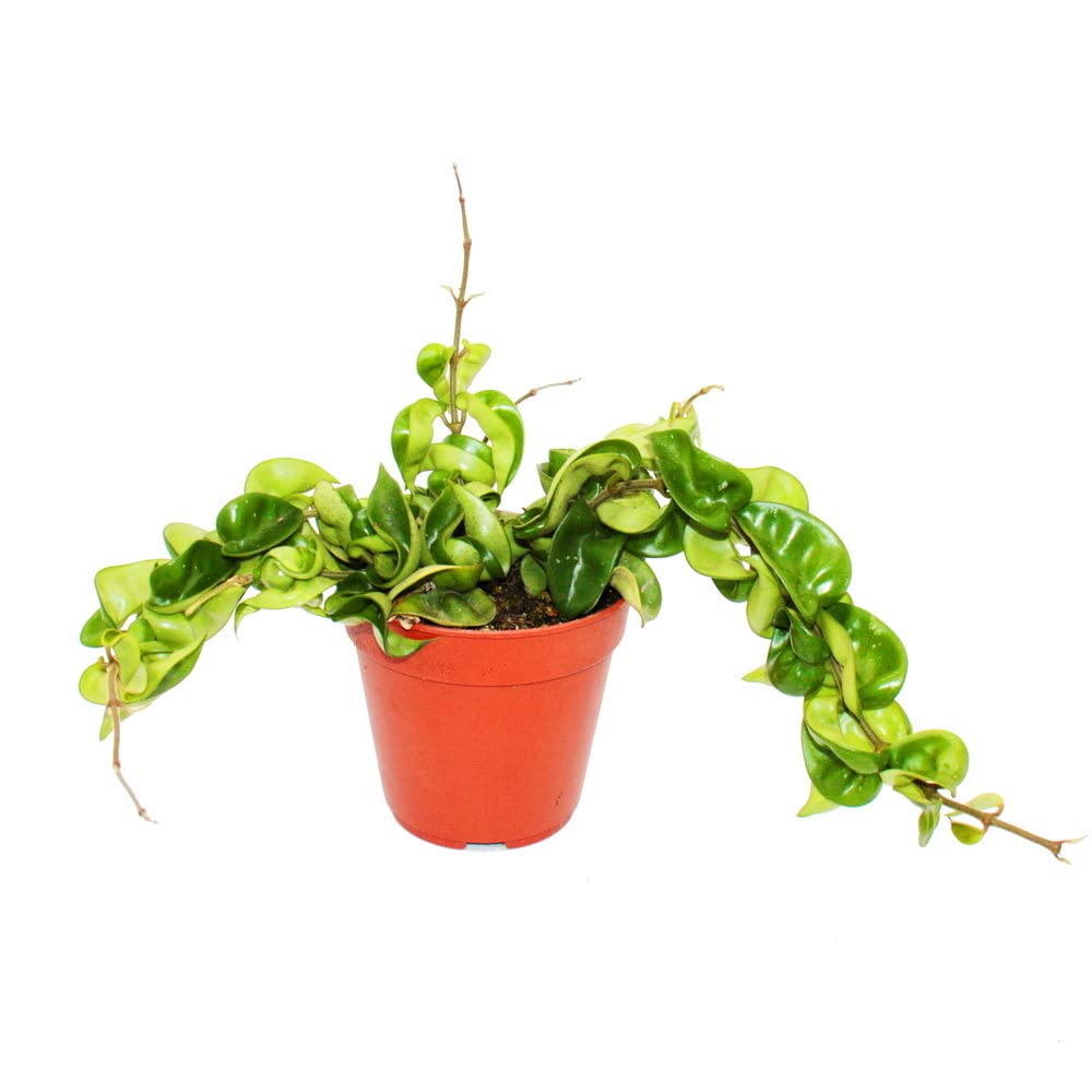 Exotenherz - Zimmerpflanze hngend - Hoya carnosa compacta - fleischige  Porzellanblume - Wachsblume - 12cm Ampeltopf : Amazon.de: Garten
