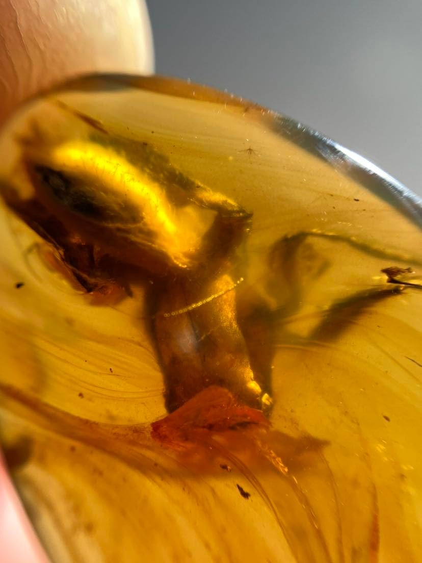 Burmese burmite Cretaceous Big Spider Insect Fossil Amber Myanmar