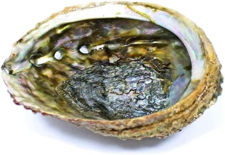 Sacred Essence Abalone Mama Cocha Shell 4"