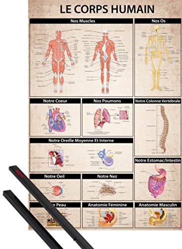 1art1 Le Corps Humain Affiche Murale (91x61 cm) Anatomie Muscles Os Organs Affiche Éducative, En Français Et Kit De Fixation Noir