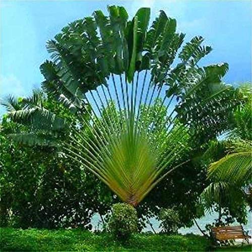 Ravenala Madagascariensis Seeds, Perennial Plant Garden Yard Roof Decor Ravenala Madagascariensis Seeds 100pcs