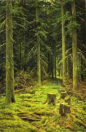 Peinture à l'huile Coniferous Forest d'Ivan Shishkin pour créer une ambiance nature chic