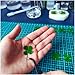 1 Pair Real Four Leaf Clover Pocket Coin - Crescent Moon | Magic Coins, Lucky Charms & Shamrock Token | Spiritual Gifts for Mom, St. Patrick's Day & Good Luck (Gold & Silver)