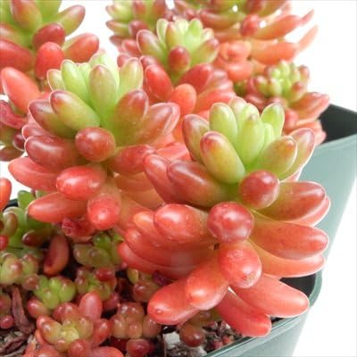 Amazon Irzセダム 虹の玉 ニジノタマ 多肉植物 9cmポット 観葉植物 オンライン通販