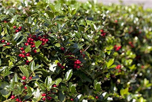 Ilex aquifolium 'Alaska' 10–15 cm – Winterhart, Immergrün, Pflegeleicht – Stechpalme – Heckenpflanze für Garten & Sichtschutz
