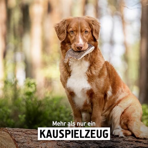 Kauies Hirschgeweih für Hunde halb - Monoprotein, 100% natürlich, zuckerfrei und kalorienarm - Made in Germany, nachhaltig und tierversuchsfrei - Größe L