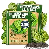 HOME GROWN Buttercrunch Bibb Lettuce Seeds, 3950+ Seeds, Lactuca Sativa