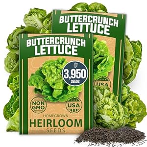 HOME GROWN Buttercrunch Lettuce Seed Pack – 3950 Non-GMO Vegetable Seeds – Ideal Seeds for Hydroponic Garden Indoor. Premium and Heirloom Butter Lettuce Seeds for Planting (Lactuca Sativa)