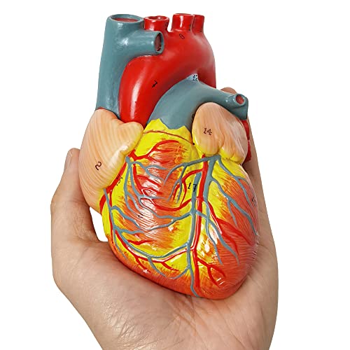 Image of HADWYN Human Heart Model Life Size Medical Heart Model for Anatomy, 2 Part Heart Models Anatomy