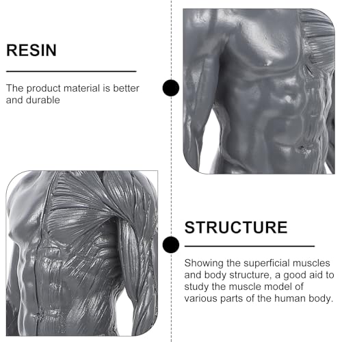 Modèle d'anatomie de squelette en résine Zerodeko pour matériel didactique