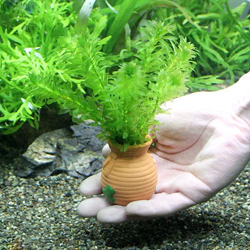 【ピコさん専用】アナカリス 水草 中型 大束 ピコさん専用】アナカリス 水草 中型 大束 ピコさん専用】アナカリス