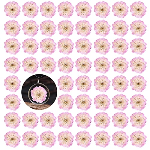 60 flores secas de cerezo prensadas rosas para manualidades miniatura 1