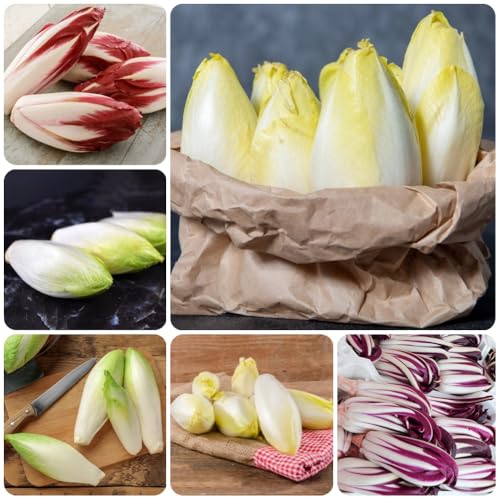 Semi di cicoria perenni, cicoria resistenti di radicchio all'inverno, balcone resistenti antiche varietà 350pcs