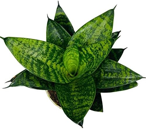 Snake Plant, Forest Star, Sansevieria, Live Indoor Plant, 4 inch Pot - Hopewind Plants Shop